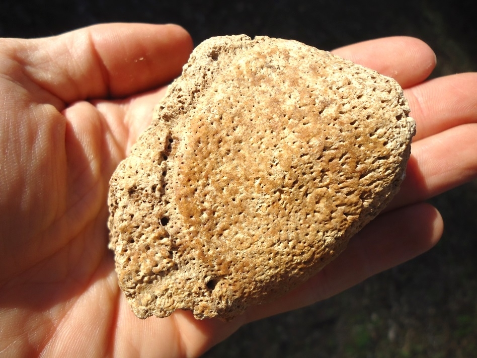 Large image 3 Monstrous Glyptodon Spike Scute