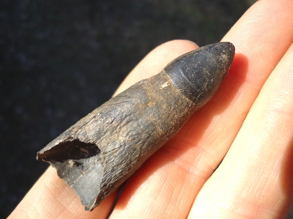 Large image 3 Awesome Fully Rooted Alligator Tooth