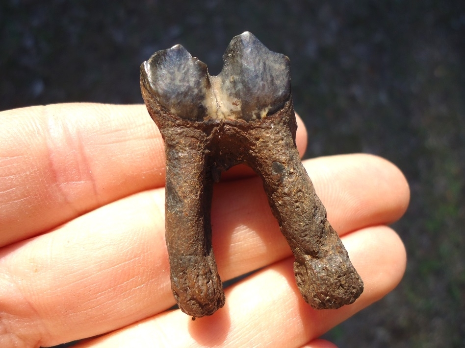 Large image 1 Exceptional Fully Rooted Llama Molar