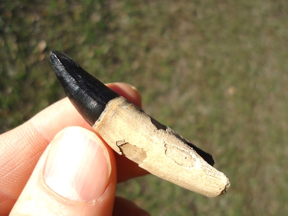 Large image 1 Awesome Two-Tone Rooted Alligator Tooth