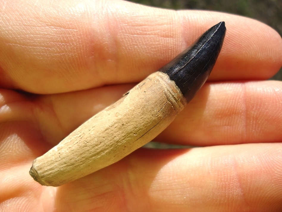 Large image 3 Awesome Two-Tone Rooted Alligator Tooth