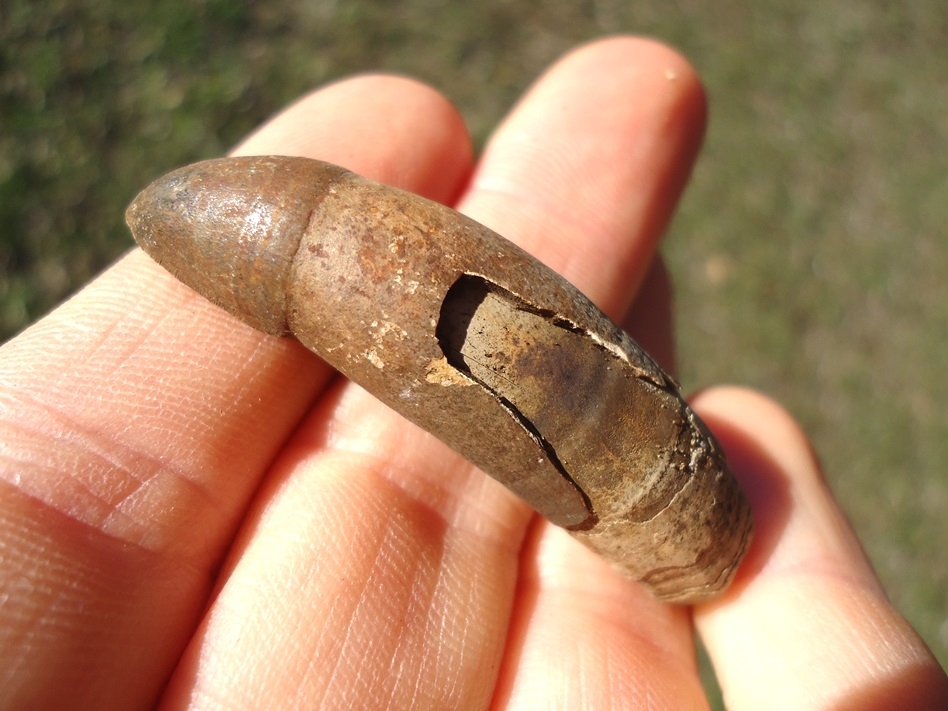 Large image 2 Bargain Fully Rooted Alligator Tooth
