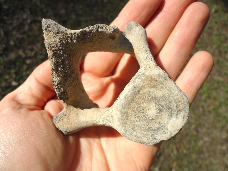 Large image 1 Uncommon Dolphin Vertebra