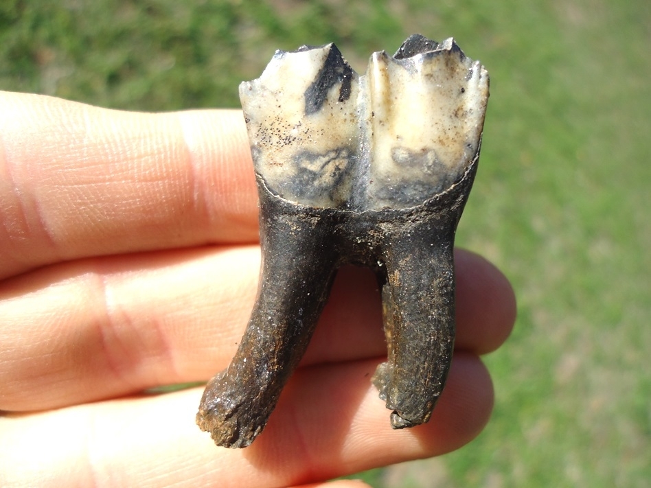 Large image 1 High Quality Rooted Llama Tooth