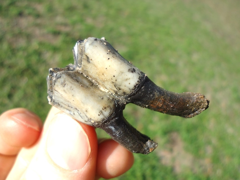 Large image 3 High Quality Rooted Llama Tooth