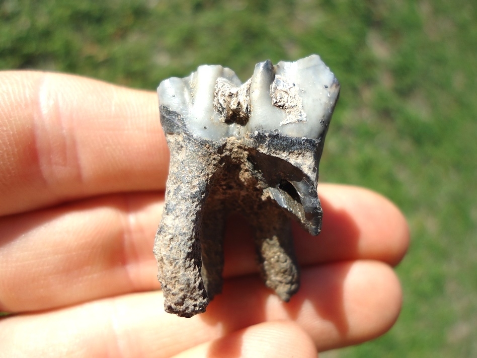 Large image 1 Nice Rooted Llama Upper Molar