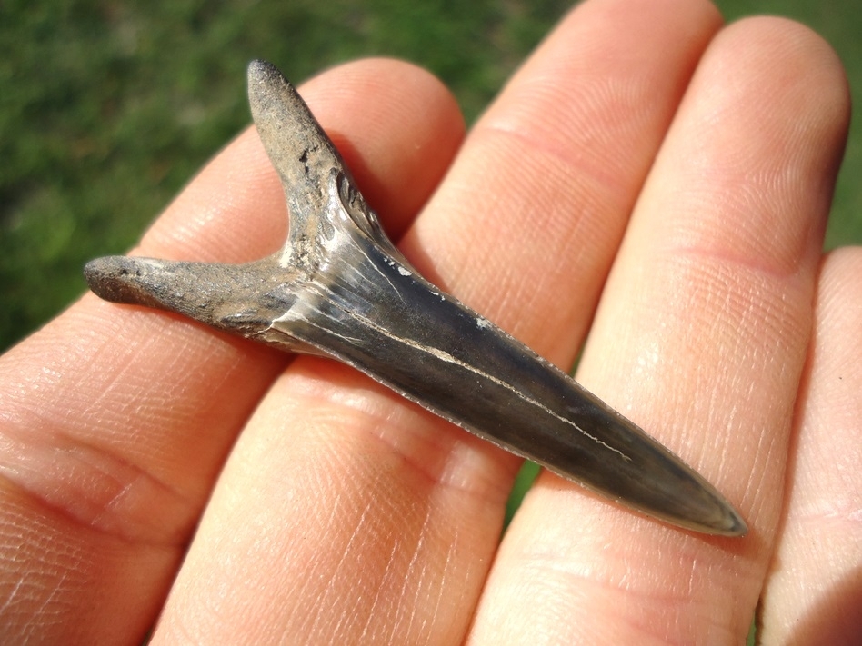 Large image 1 Large 1.78' Cretaceous Goblin Shark Tooth