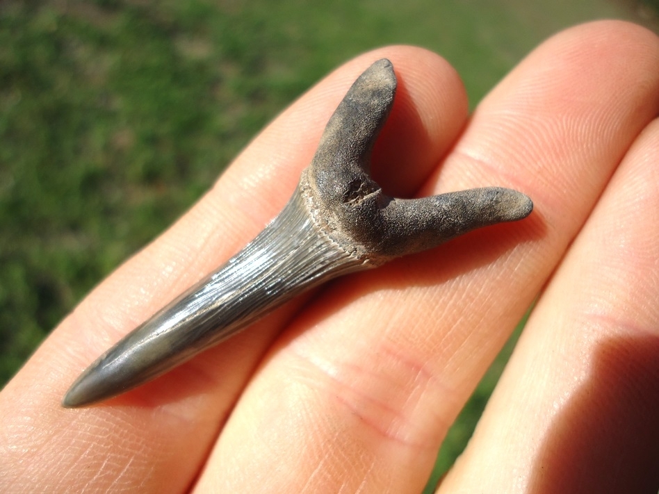 Large image 3 Large 1.78' Cretaceous Goblin Shark Tooth