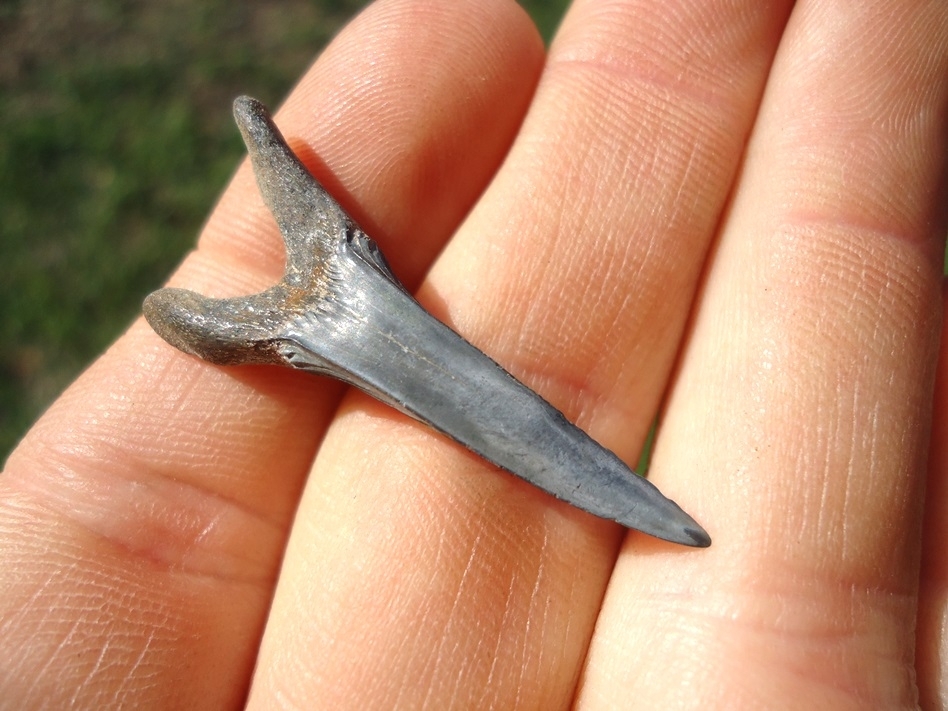 Large image 1 Choice Quality Cretaceous Goblin Shark Tooth