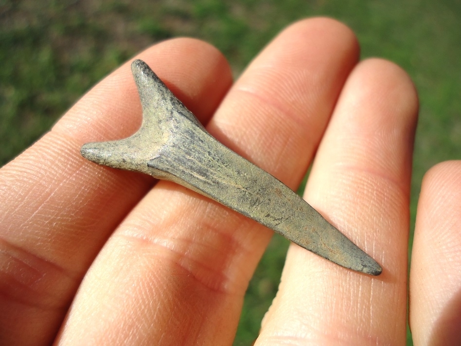 Large image 1 Excellent Goblin Shark Tooth