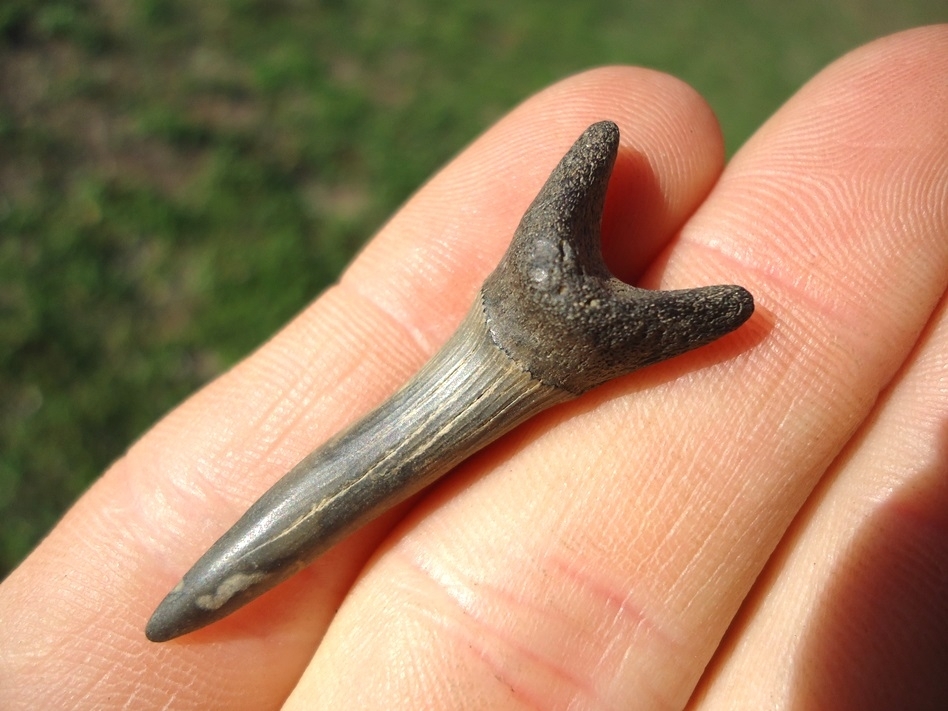 Large image 2 Excellent Goblin Shark Tooth