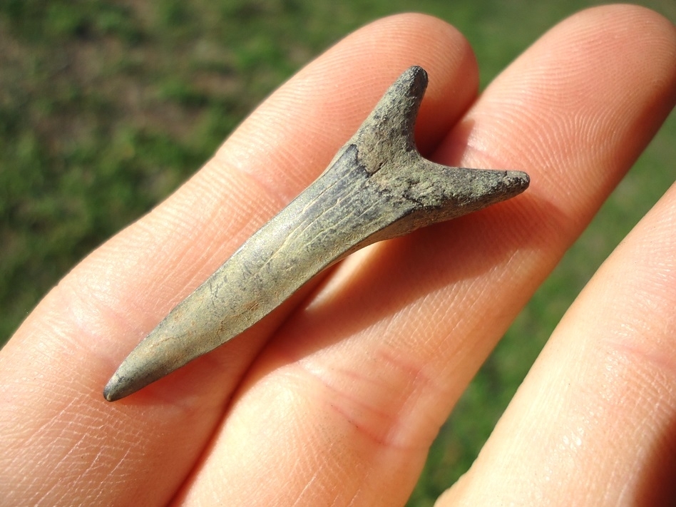 Large image 3 Excellent Goblin Shark Tooth