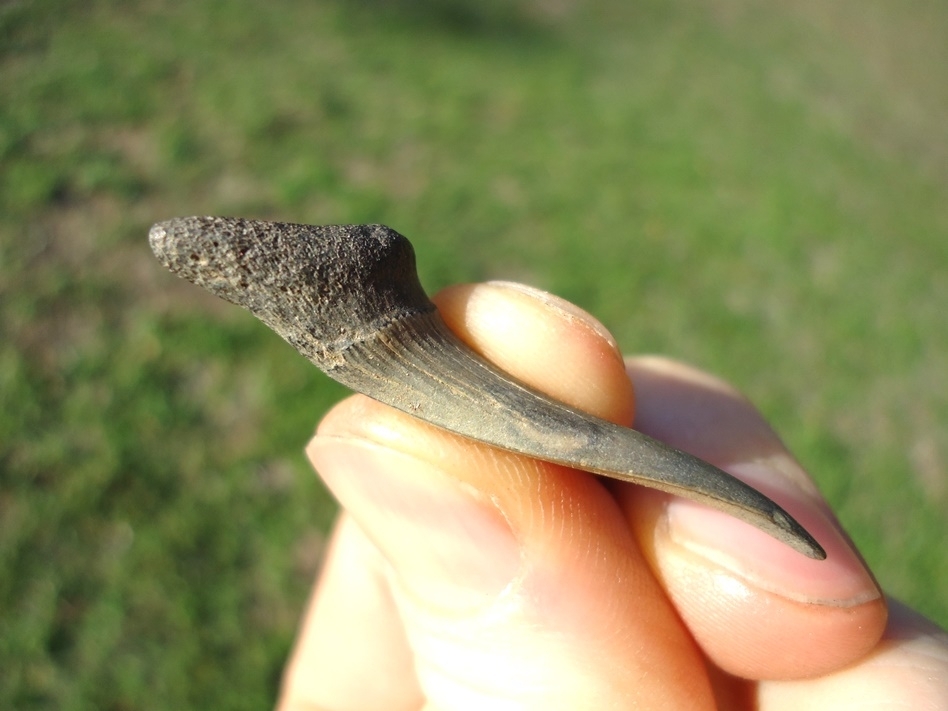 Large image 4 Excellent Goblin Shark Tooth