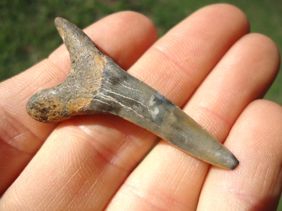 Large image 1 Beautiful Calico Colored Goblin Shark Tooth