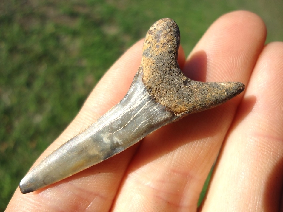 Large image 3 Beautiful Calico Colored Goblin Shark Tooth