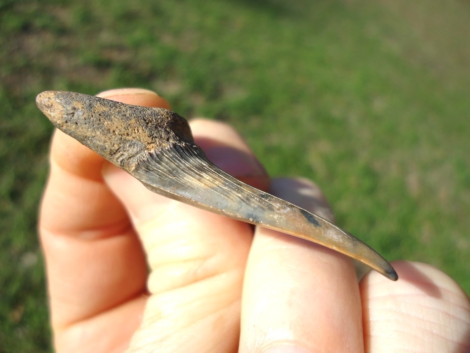 Large image 4 Beautiful Calico Colored Goblin Shark Tooth