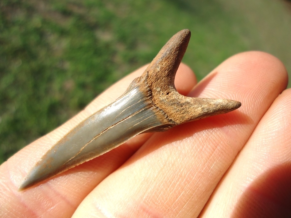 Large image 1 Immaculate 1.69' Goblin Shark Tooth