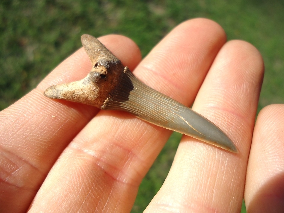 Large image 3 Immaculate 1.69' Goblin Shark Tooth