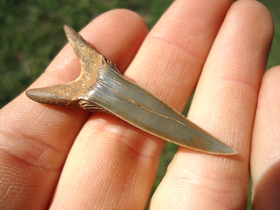 Large image 4 Immaculate 1.69' Goblin Shark Tooth