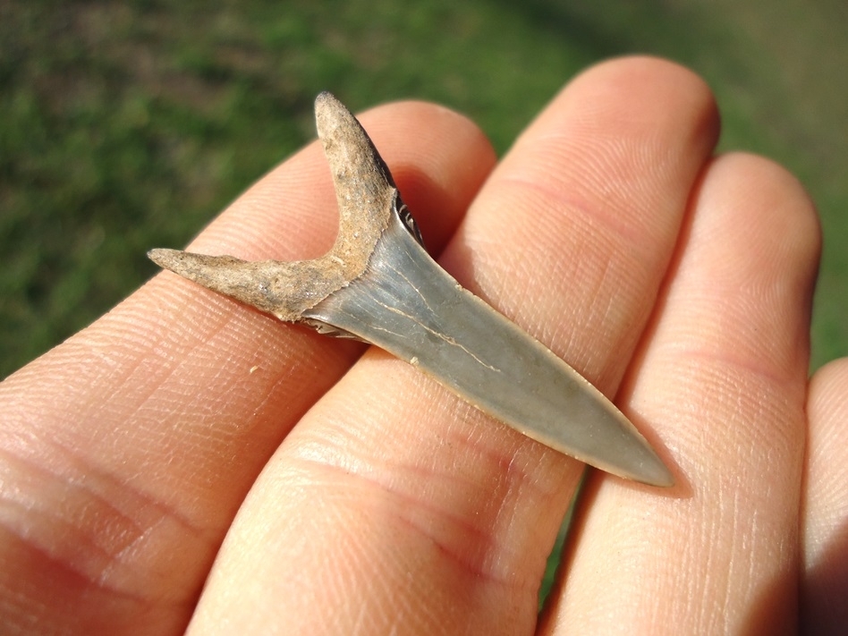 Large image 1 Choice Goblin Shark Tooth