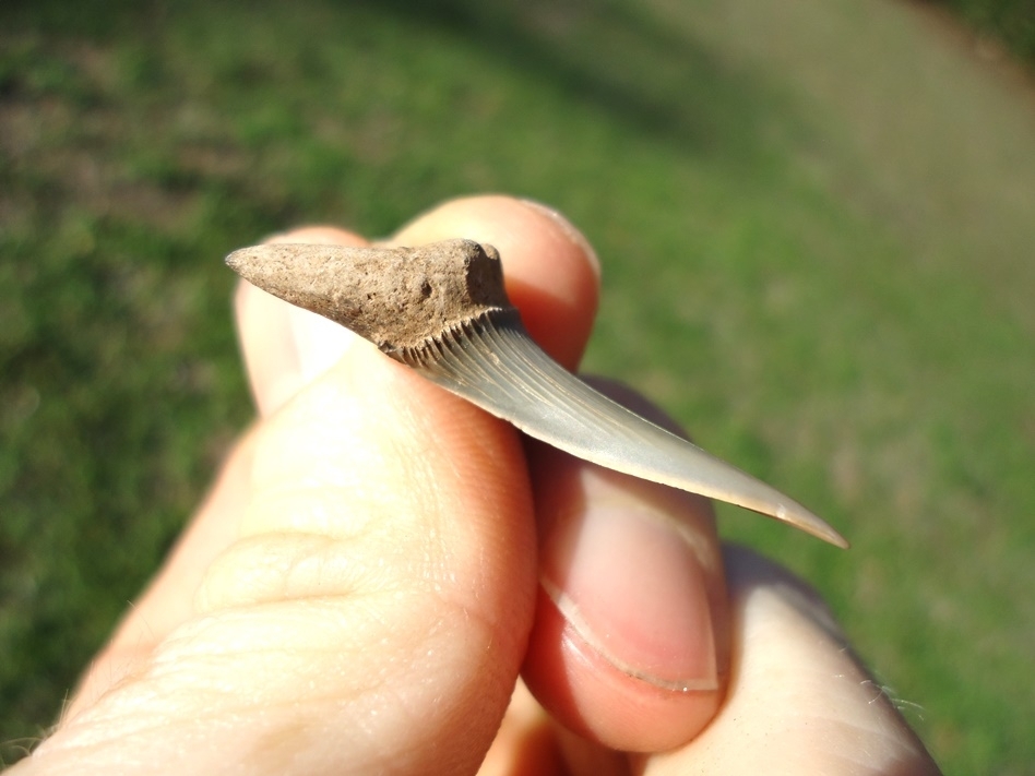 Large image 2 Choice Goblin Shark Tooth