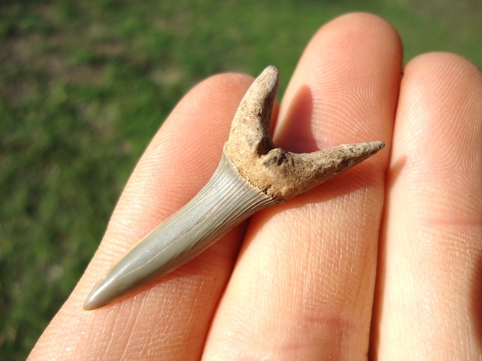 Large image 3 Choice Goblin Shark Tooth