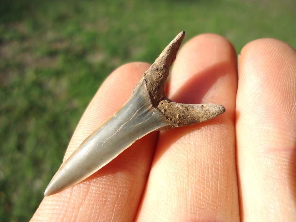 Large image 4 Choice Goblin Shark Tooth