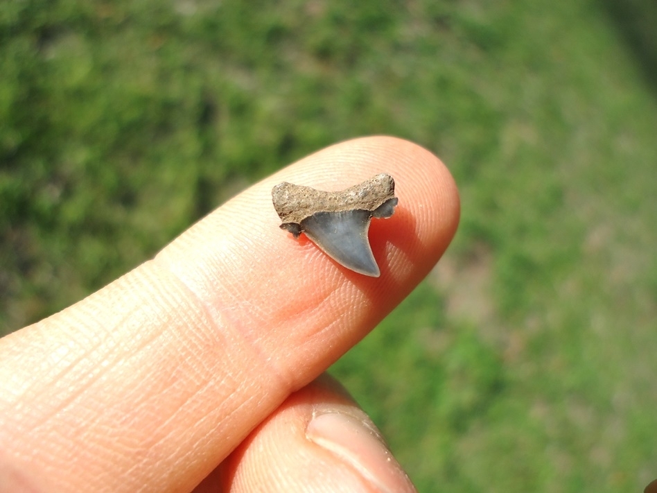 Large image 1 Ridiculously Small Eocene Mackerel Shark Tooth