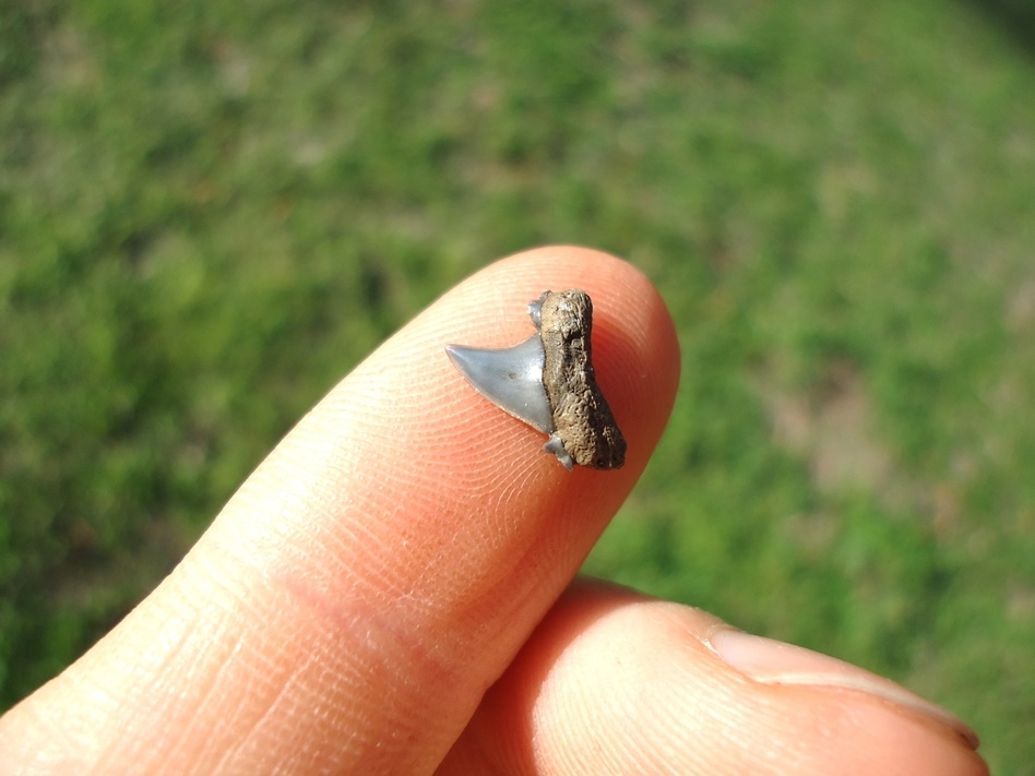 Large image 2 Ridiculously Small Eocene Mackerel Shark Tooth