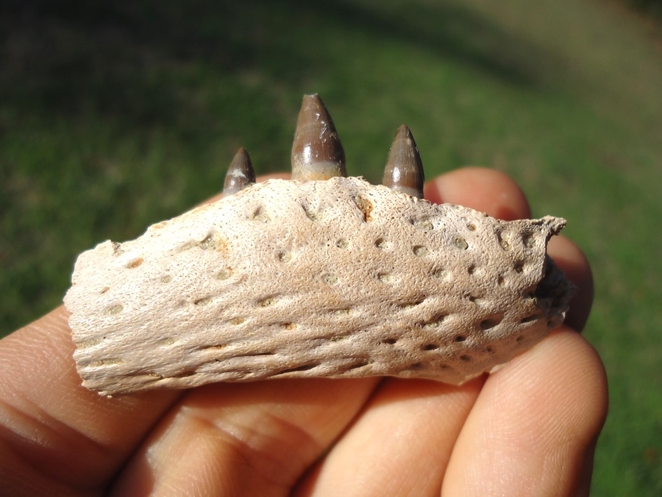 Large image 1 Very Rare Miocene Alligator Mandible with Three Teeth