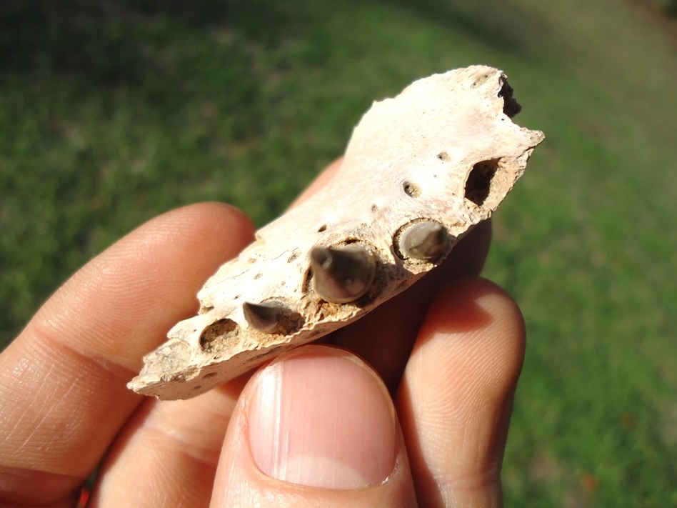 Large image 2 Very Rare Miocene Alligator Mandible with Three Teeth