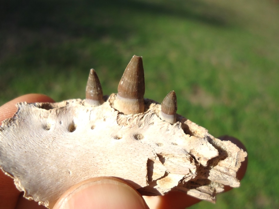 Large image 3 Very Rare Miocene Alligator Mandible with Three Teeth