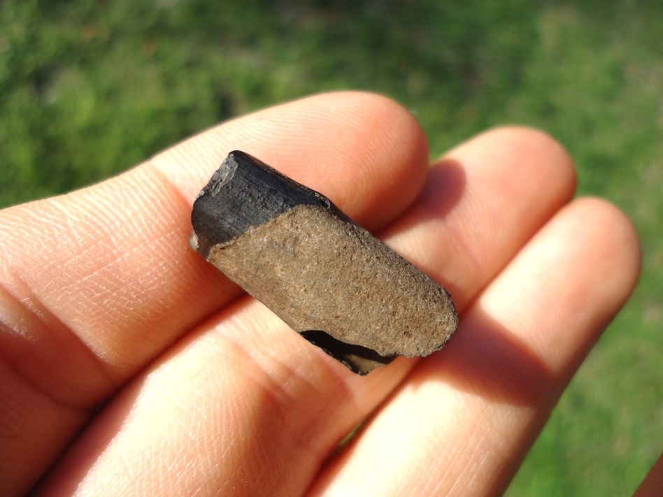 Large image 1 Unique Juvenile Sloth Tooth