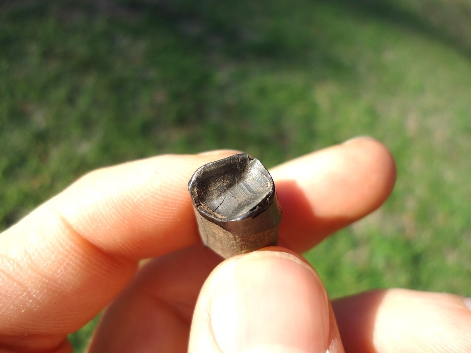 Large image 2 Unique Juvenile Sloth Tooth