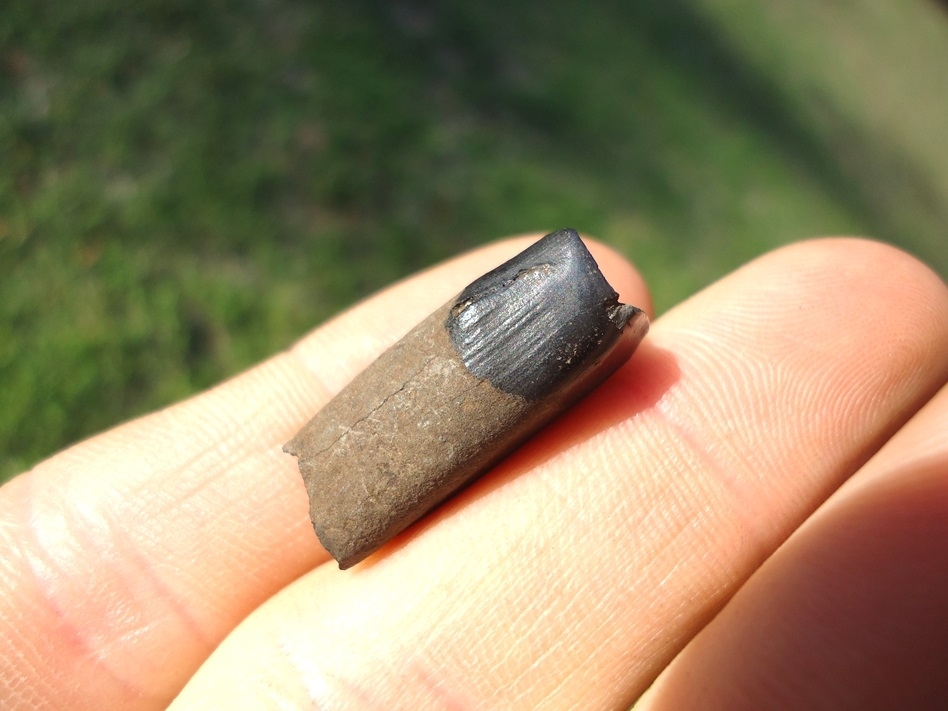 Large image 3 Unique Juvenile Sloth Tooth