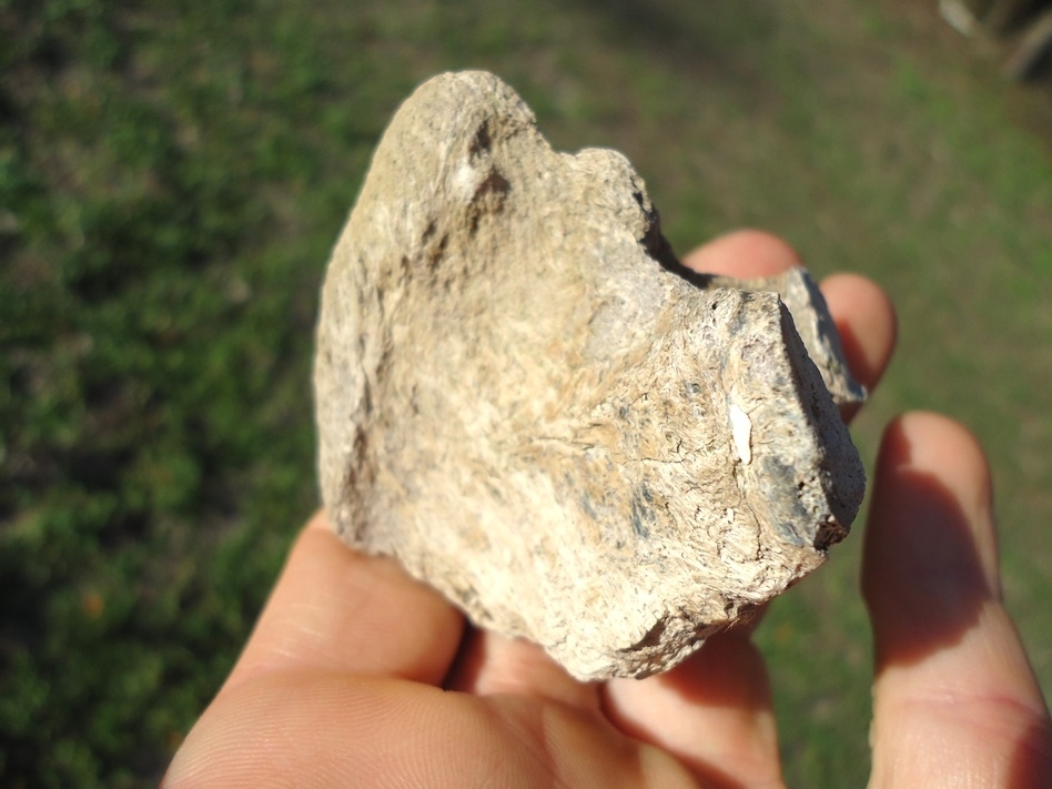 Large image 1 Uncommon Sloth Vertebra Chevron