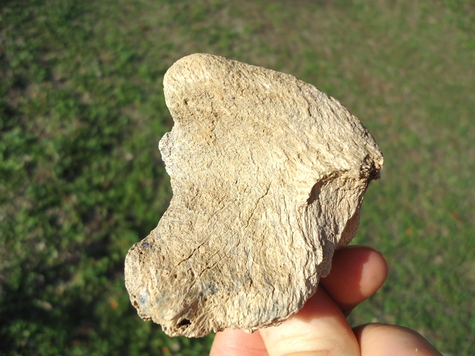 Large image 2 Uncommon Sloth Vertebra Chevron