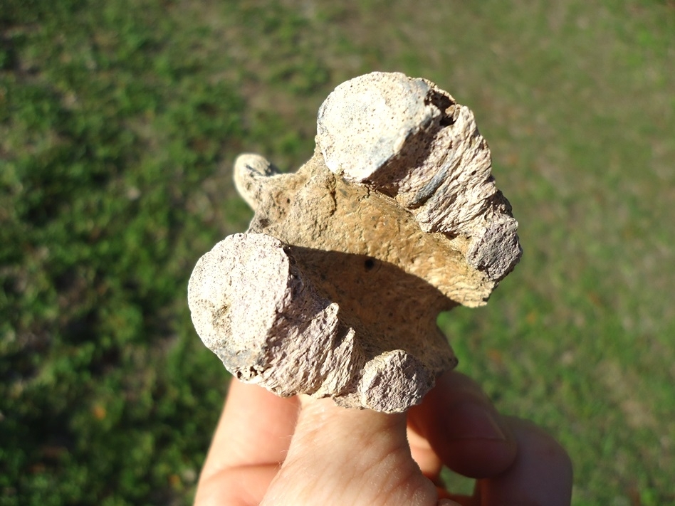 Large image 4 Uncommon Sloth Vertebra Chevron