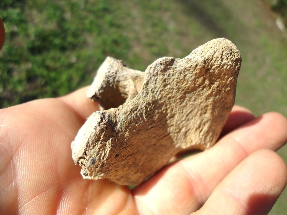 Large image 5 Uncommon Sloth Vertebra Chevron