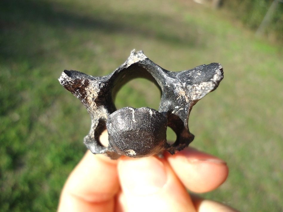 Large image 1 Scarce Edward's Wolf Cervical Vertebra