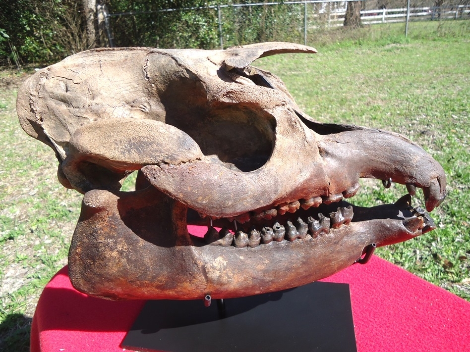 Large image 1 Show Piece Tapir Skull