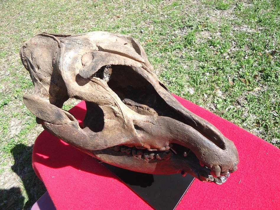 Large image 2 Show Piece Tapir Skull