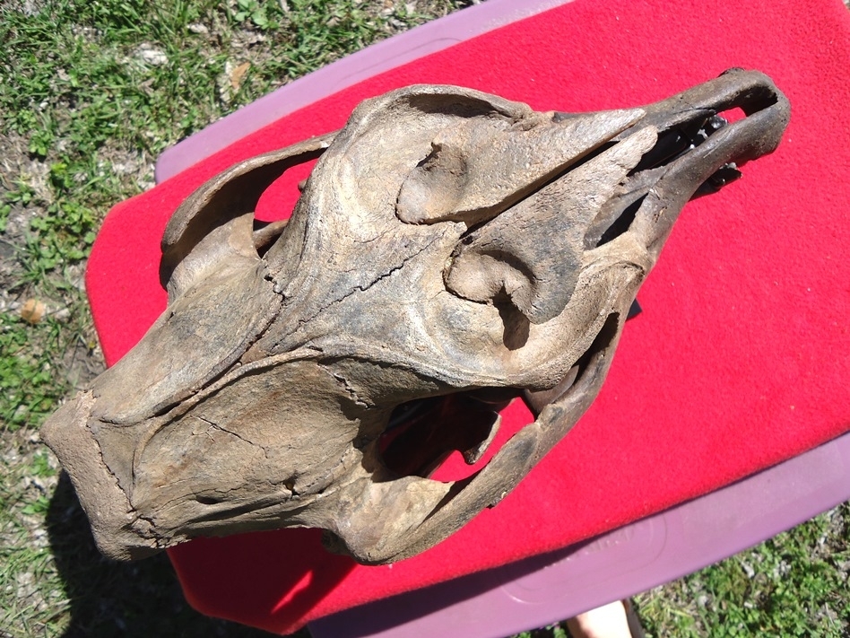 Large image 3 Show Piece Tapir Skull