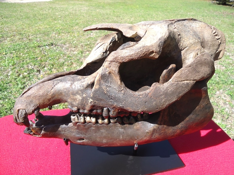 Large image 4 Show Piece Tapir Skull