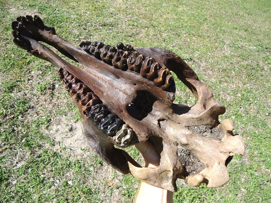 Large image 9 Show Piece Tapir Skull