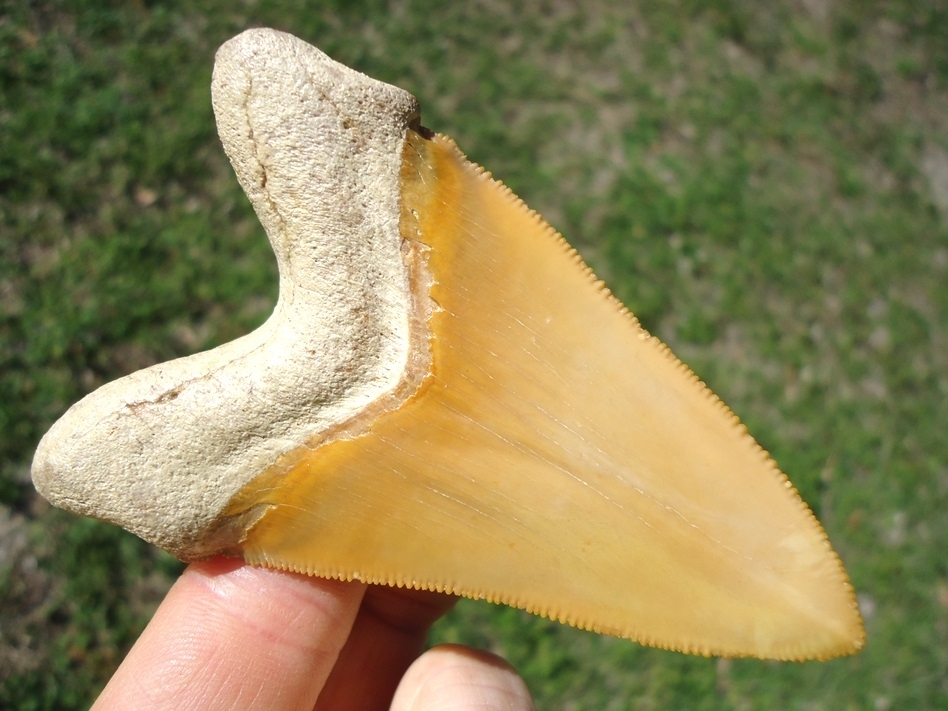 Large image 1 World Class 3.37' Yellow Bone Valley Megalodon Shark Tooth