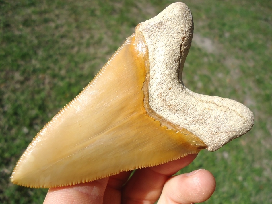 Large image 4 World Class 3.37' Yellow Bone Valley Megalodon Shark Tooth