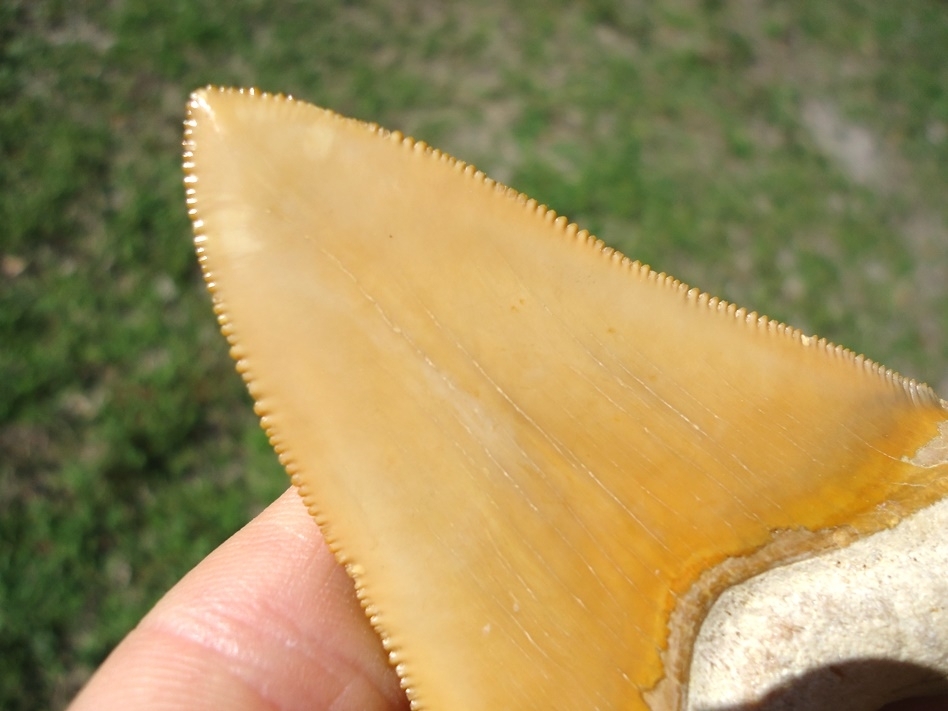 Large image 5 World Class 3.37' Yellow Bone Valley Megalodon Shark Tooth
