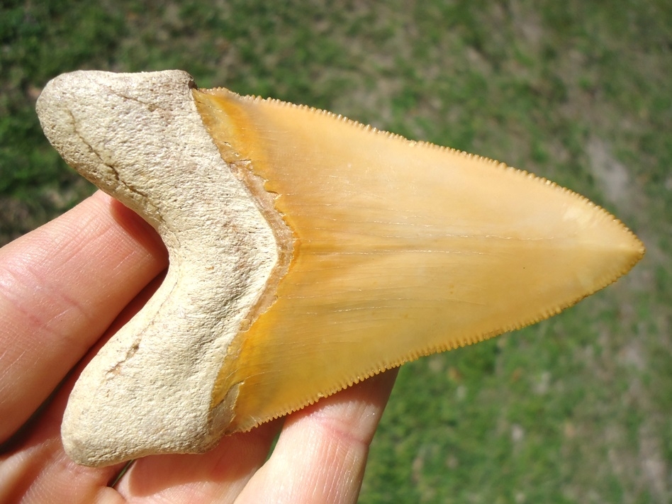 Large image 6 World Class 3.37' Yellow Bone Valley Megalodon Shark Tooth