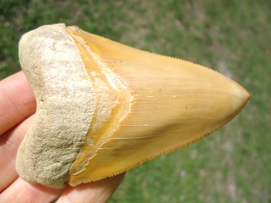Large image 7 World Class 3.37' Yellow Bone Valley Megalodon Shark Tooth